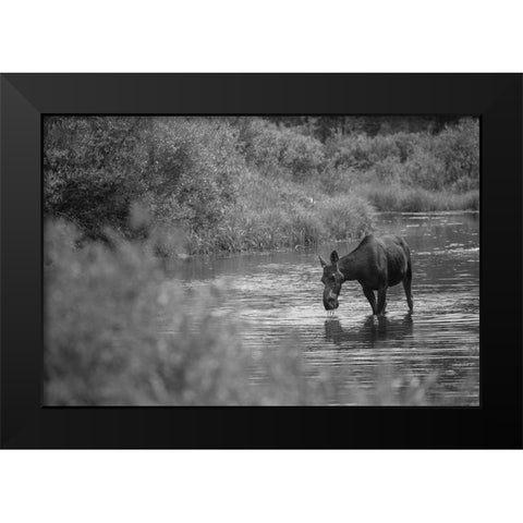 Female Moose, Gallatin River, Yellowstone National Park Black Modern Wood Framed Art Print by The Yellowstone Collection