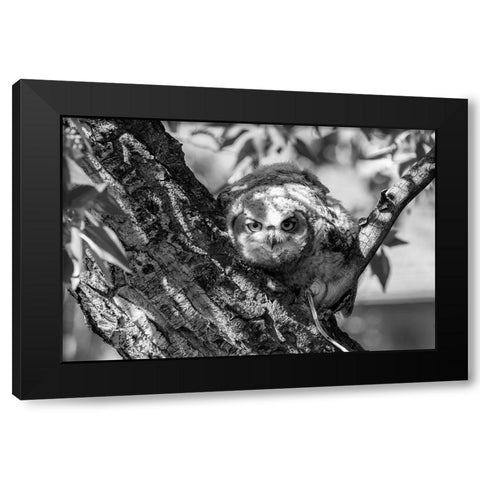 Fledged Great Horned Owl Chick, Yellowstone National Park Black Modern Wood Framed Art Print with Double Matting by Frank, Jacob W.