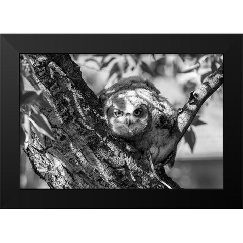 Fledged Great Horned Owl Chick, Yellowstone National Park Black Modern Wood Framed Art Print by Frank, Jacob W.