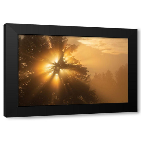 Foggy Sunrise, Blacktail Deer Plateau, Yellowstone National Park Black Modern Wood Framed Art Print with Double Matting by The Yellowstone Collection