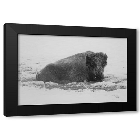 Frost-covered Bison near Roaring Mountain, Yellowstone National Park Black Modern Wood Framed Art Print with Double Matting by Frank, Jacob W.