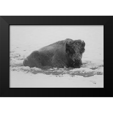 Frost-covered Bison near Roaring Mountain, Yellowstone National Park Black Modern Wood Framed Art Print by Frank, Jacob W.
