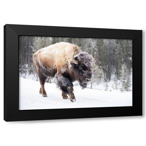 Frost-covered Bison near Frying Pan Spring, Yellowstone National Park Black Modern Wood Framed Art Print by The Yellowstone Collection