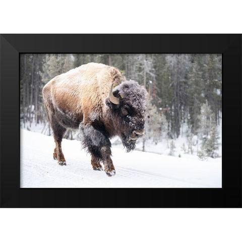 Frost-covered Bison near Frying Pan Spring, Yellowstone National Park Black Modern Wood Framed Art Print by The Yellowstone Collection