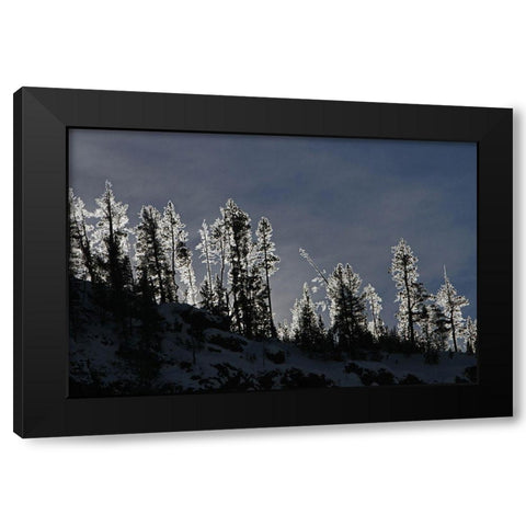 Frosted Trees in Gibbon Canyon, Yellowstone National Park Black Modern Wood Framed Art Print with Double Matting by Peaco, Jim