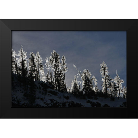 Frosted Trees in Gibbon Canyon, Yellowstone National Park Black Modern Wood Framed Art Print by Peaco, Jim
