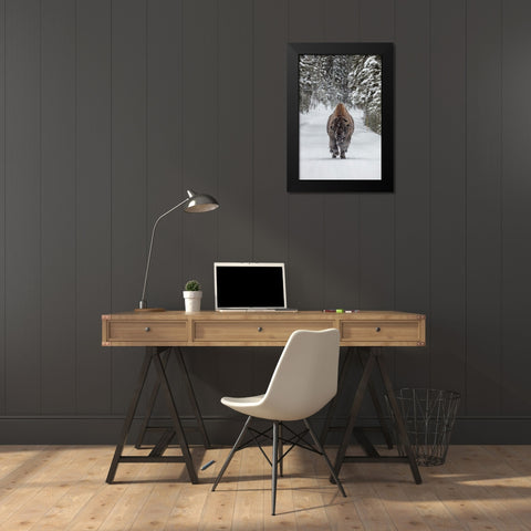 Frosty Bull Bison near Fishing Bridge, Yellowstone National Park Black Modern Wood Framed Art Print by The Yellowstone Collection