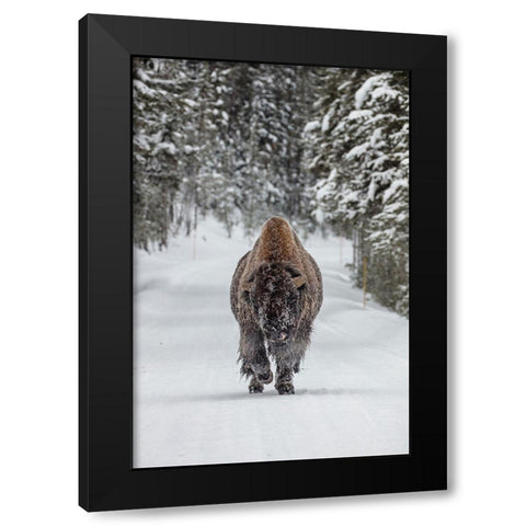 Frosty Bull Bison near Fishing Bridge, Yellowstone National Park Black Modern Wood Framed Art Print with Double Matting by The Yellowstone Collection
