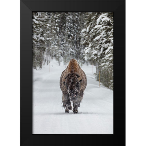 Frosty Bull Bison near Fishing Bridge, Yellowstone National Park Black Modern Wood Framed Art Print by The Yellowstone Collection