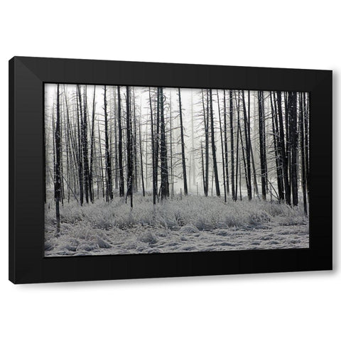 Frosty Morning in the Lower Geyser Basin, Yellowstone National Park Black Modern Wood Framed Art Print with Double Matting by The Yellowstone Collection