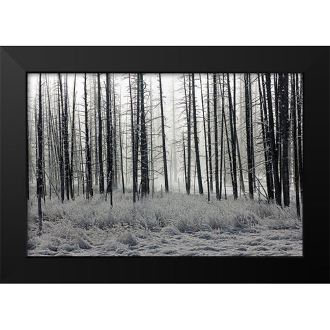 Frosty Morning in the Lower Geyser Basin, Yellowstone National Park Black Modern Wood Framed Art Print by The Yellowstone Collection
