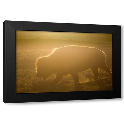 Golden hour in Lamar Valley, Yellowstone National Park Black Modern Wood Framed Art Print by The Yellowstone Collection