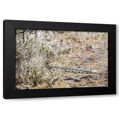 Gopher snake, Mammoth Hot Springs, Yellowstone National Park Black Modern Wood Framed Art Print with Double Matting by The Yellowstone Collection