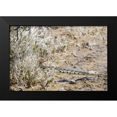 Gopher snake, Mammoth Hot Springs, Yellowstone National Park Black Modern Wood Framed Art Print by The Yellowstone Collection