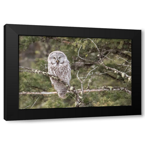 Great Gray Owl, Yellowstone National Park Black Modern Wood Framed Art Print with Double Matting by Peaco, Jim
