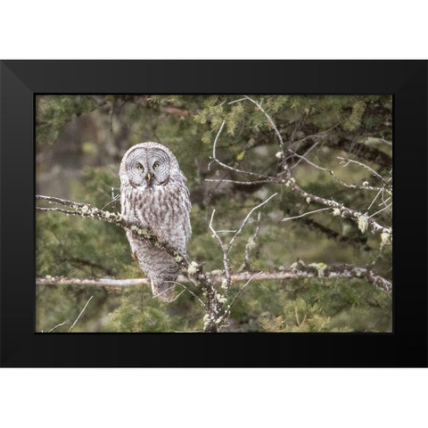 Great Gray Owl, Yellowstone National Park Black Modern Wood Framed Art Print by Peaco, Jim