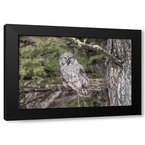 Great Gray Owl, Yellowstone National Park Black Modern Wood Framed Art Print with Double Matting by Peaco, Jim