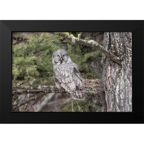 Great Gray Owl, Yellowstone National Park Black Modern Wood Framed Art Print by Peaco, Jim