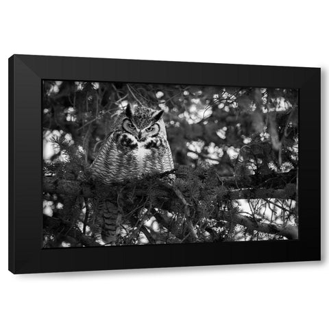 Great Horned Owl at Mammoth, Yellowstone National Park Black Modern Wood Framed Art Print by Herbert, Neal
