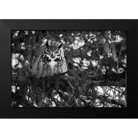 Great Horned Owl at Mammoth, Yellowstone National Park Black Modern Wood Framed Art Print by Herbert, Neal