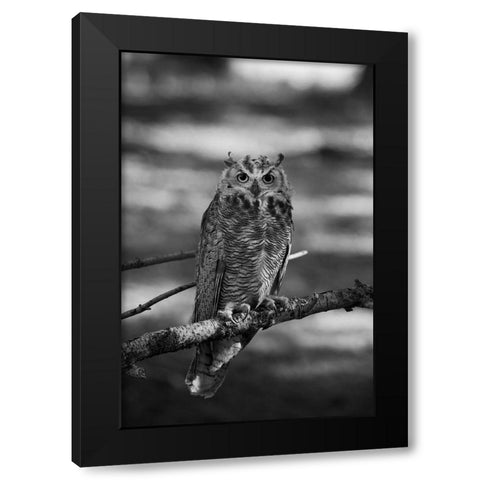 Great Horned Owl, Yellowstone National Park Black Modern Wood Framed Art Print by Herbert, Neal