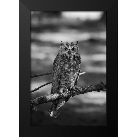 Great Horned Owl, Yellowstone National Park Black Modern Wood Framed Art Print by Herbert, Neal