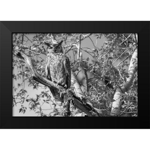 Great Horned Owl, Yellowstone National Park Black Modern Wood Framed Art Print by Herbert, Neal
