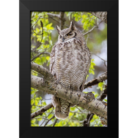 Great Horned Owl in Mammoth Hot Springs, Yellowstone National Park Black Modern Wood Framed Art Print by Peaco, Jim