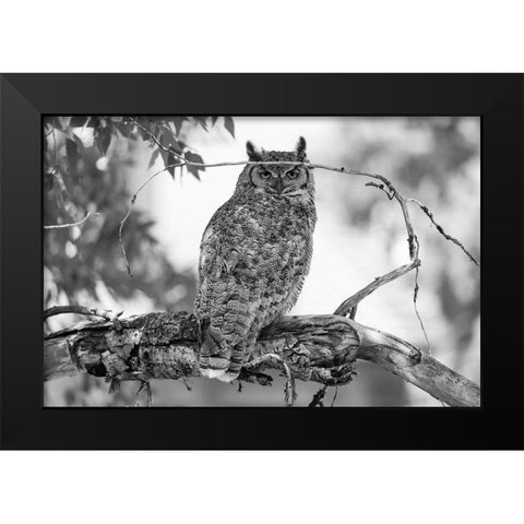 Great Horned Owl in Fort Yellowstone, Yellowstone National Park Black Modern Wood Framed Art Print by The Yellowstone Collection