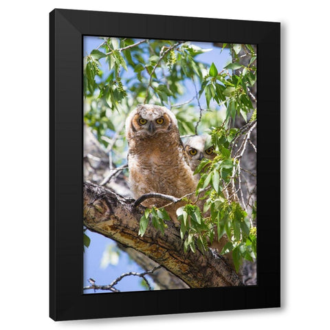Great Horned Owlets, Mammoth Hot Springs, Yellowstone National Park Black Modern Wood Framed Art Print with Double Matting by The Yellowstone Collection