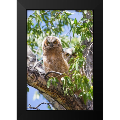 Great Horned Owlets, Mammoth Hot Springs, Yellowstone National Park Black Modern Wood Framed Art Print by The Yellowstone Collection