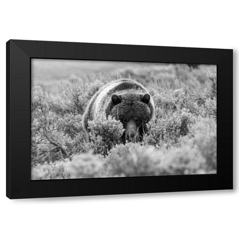 Grizzly Bear at Soda Butte Creek, Yellowstone National Park Black Modern Wood Framed Art Print with Double Matting by Peaco, Jim