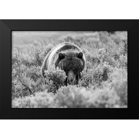 Grizzly Bear at Soda Butte Creek, Yellowstone National Park Black Modern Wood Framed Art Print by Peaco, Jim