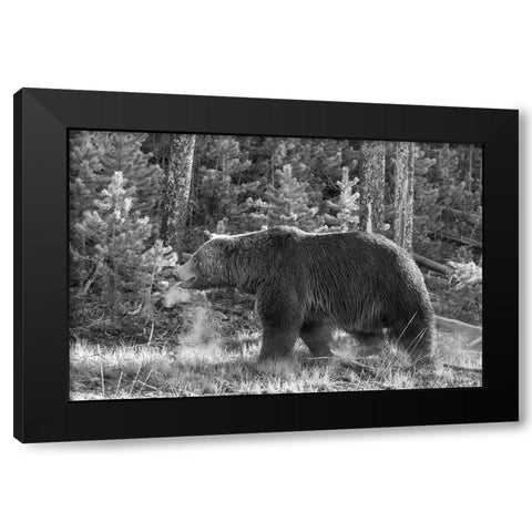 Grizzly Bear, Yellowstone National Park Black Modern Wood Framed Art Print with Double Matting by Peaco, Jim