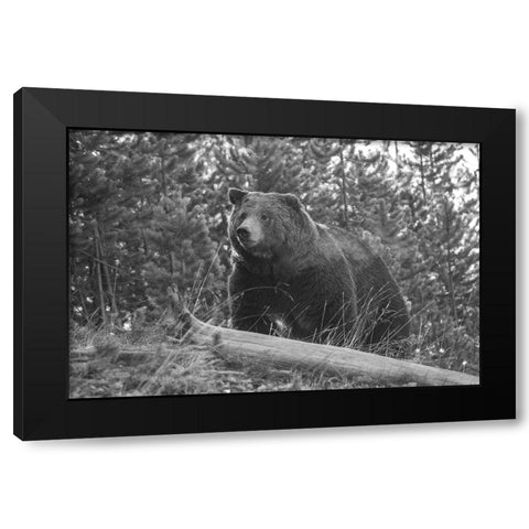 Grizzly Bear, Yellowstone National Park Black Modern Wood Framed Art Print by Peaco, Jim