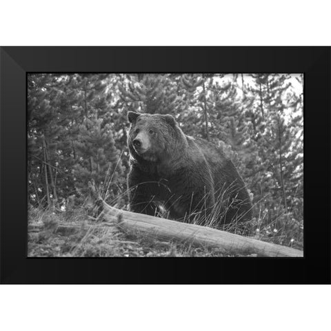 Grizzly Bear, Yellowstone National Park Black Modern Wood Framed Art Print by Peaco, Jim