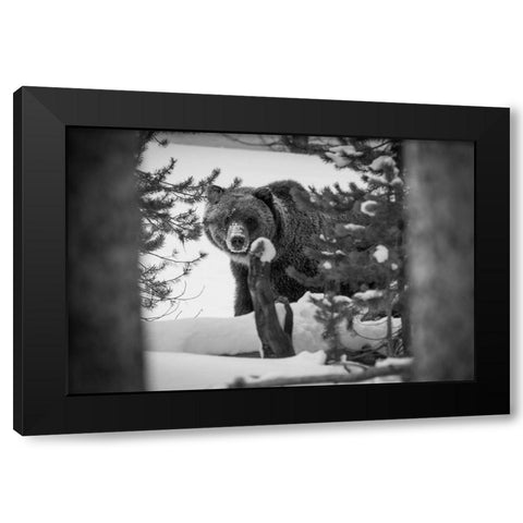 Grizzly Bear near Canyon, Yellowstone National Park Black Modern Wood Framed Art Print with Double Matting by Herbert, Neal