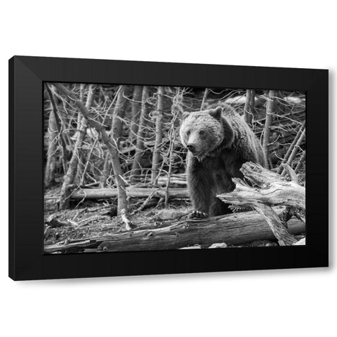 Grizzly Bear near Frying Pan Spring, Yellowstone National Park Black Modern Wood Framed Art Print by Peaco, Jim