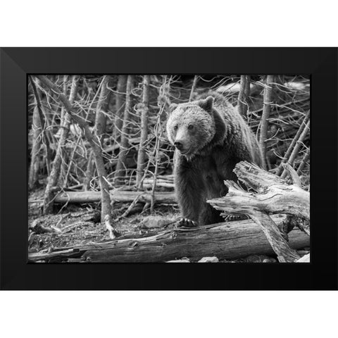 Grizzly Bear near Frying Pan Spring, Yellowstone National Park Black Modern Wood Framed Art Print by Peaco, Jim