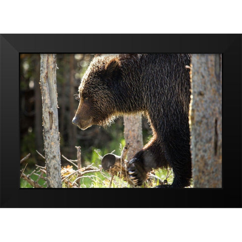 Grizzly Bear near Swan Lake, Yellowstone National Park Black Modern Wood Framed Art Print by The Yellowstone Collection