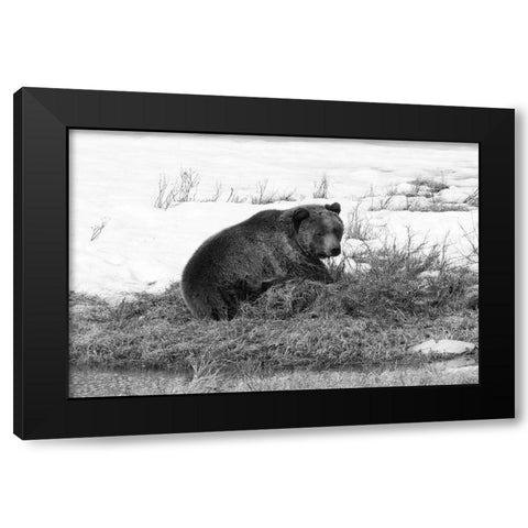 Grizzly Bear at Blacktail Pond, Yellowstone National Park Black Modern Wood Framed Art Print by Peaco, Jim