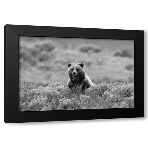 Grizzly Bear on Swan Lake Flats, Yellowstone National Park Black Modern Wood Framed Art Print with Double Matting by Peaco, Jim