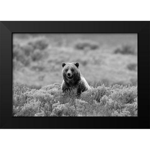 Grizzly Bear on Swan Lake Flats, Yellowstone National Park Black Modern Wood Framed Art Print by Peaco, Jim