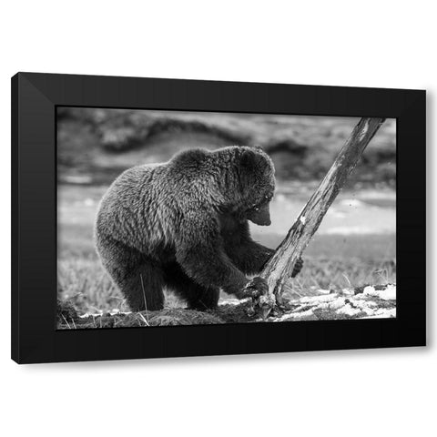Grizzly Bear near Obsidian Creek, Yellowstone National Park Black Modern Wood Framed Art Print with Double Matting by Peaco, Jim