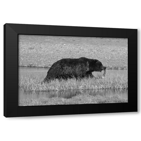 Grizzly Bear at Yellowstone Lake, Yellowstone National Park Black Modern Wood Framed Art Print by Schneider, Dylan