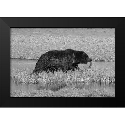 Grizzly Bear at Yellowstone Lake, Yellowstone National Park Black Modern Wood Framed Art Print by Schneider, Dylan