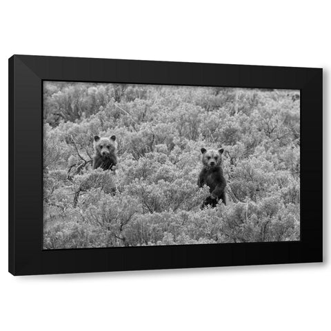 Grizzly Cubs, Yellowstone National Park Black Modern Wood Framed Art Print by Peaco, Jim