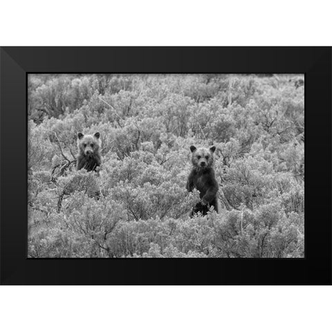 Grizzly Cubs, Yellowstone National Park Black Modern Wood Framed Art Print by Peaco, Jim