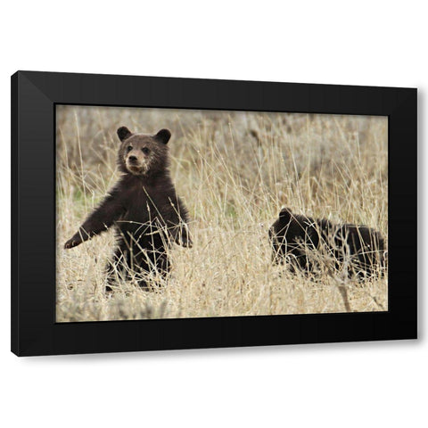 Grizzly Cubs near Fishing Bridge, Yellowstone National Park Black Modern Wood Framed Art Print with Double Matting by Peaco, Jim