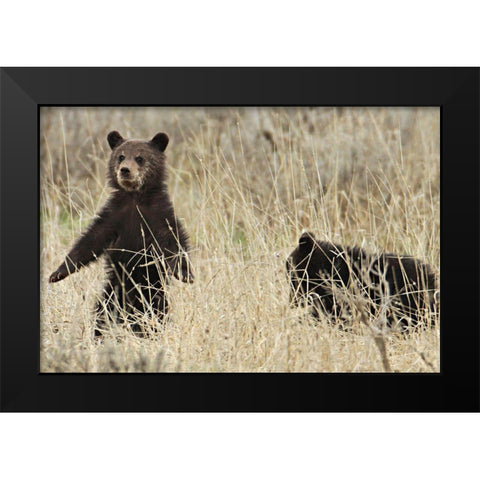 Grizzly Cubs near Fishing Bridge, Yellowstone National Park Black Modern Wood Framed Art Print by Peaco, Jim